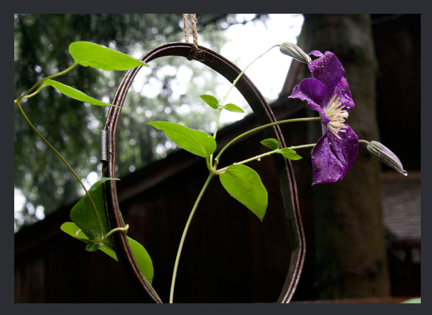 Clematis Growing Through Old Embroidery Hoop