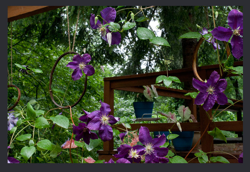 Clematis Vine Growing Through Old Embroidery Frames